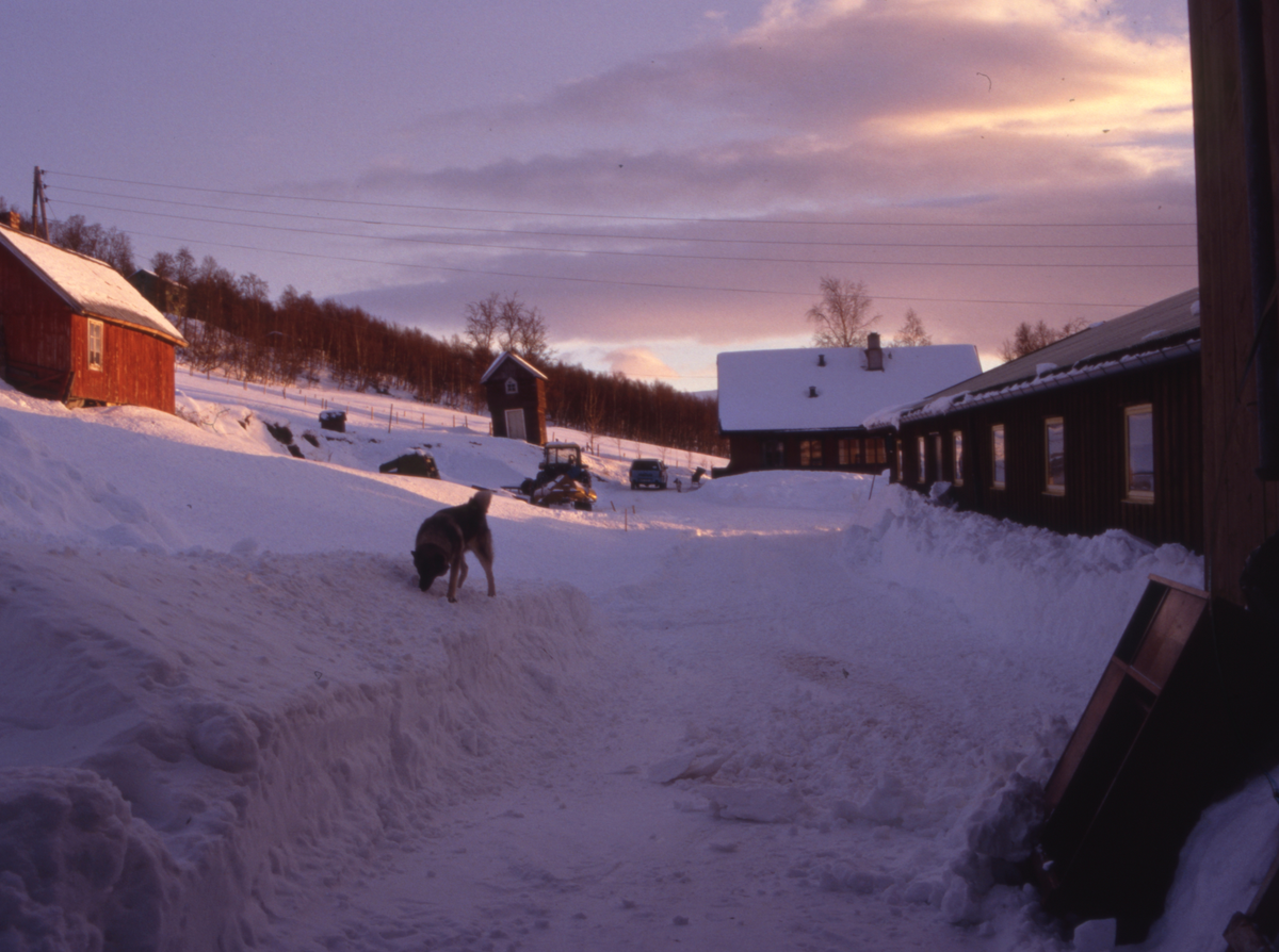 Hund på gardstun