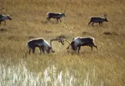 Fotosamling Jon J. Meli