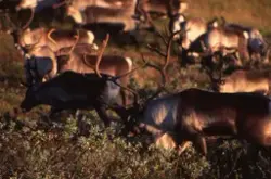 Fotosamling Jon J. Meli