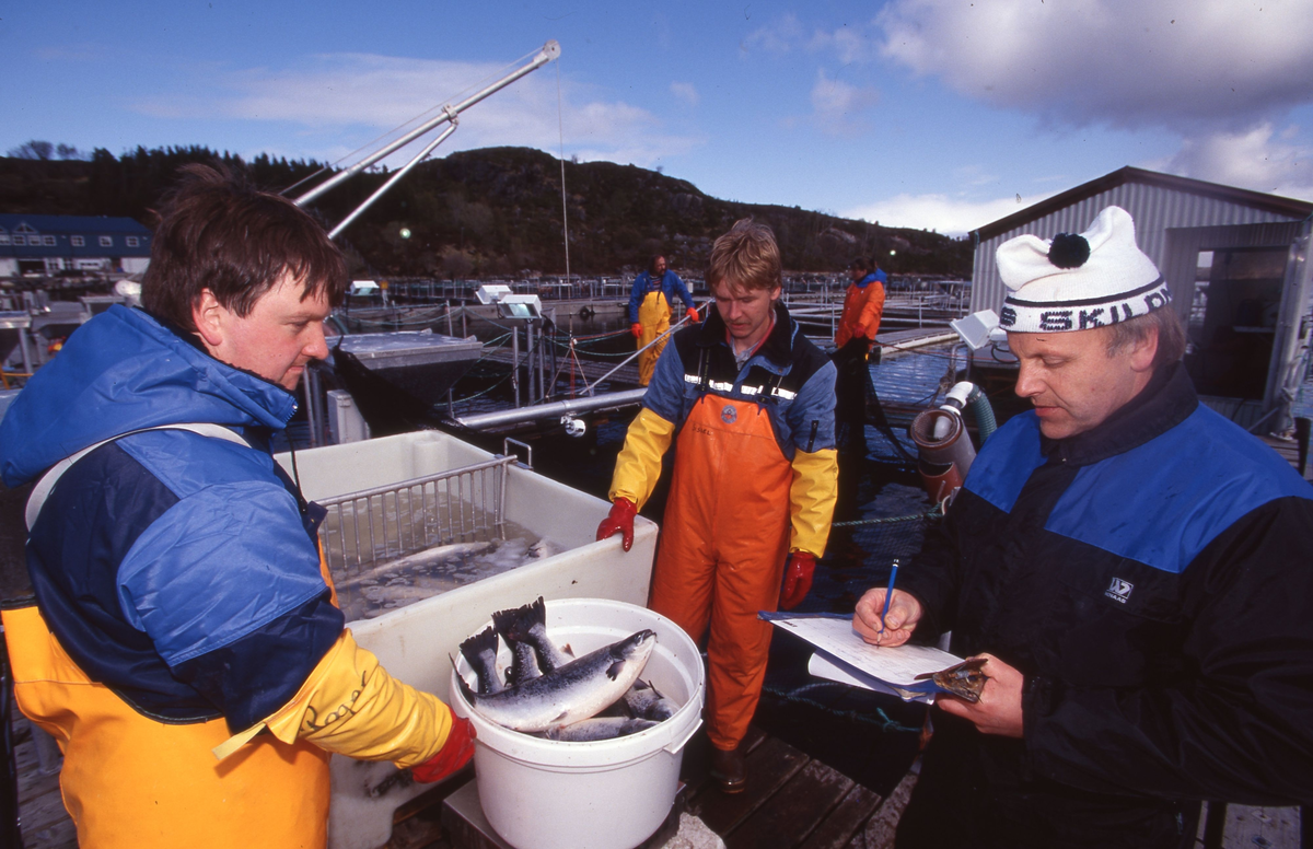 Akvaforsk, Averøy : Arbeid langs merdekanten