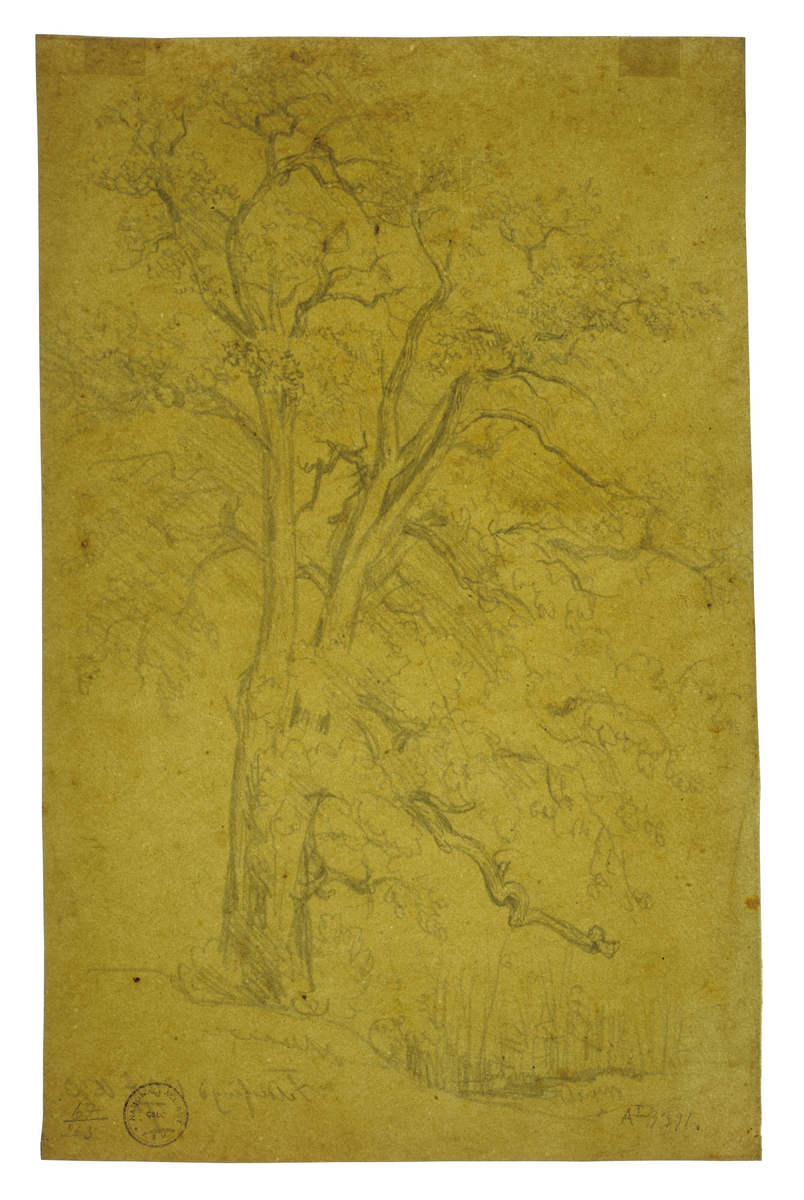 Trestudie, Feldafing [Tegning]