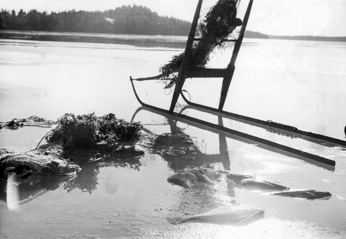 Vinterfiske med nät, Järflotta. Fiskaren Åke Lagerströms nät och fångade fiskar ligger på isen, en sparkstötting står bredvid.

Fångst, yrke, arbete, vinter.