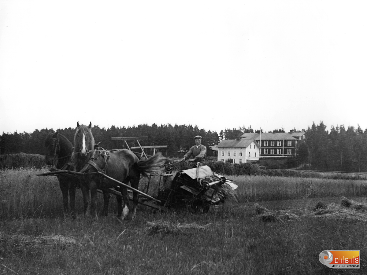 Per Svedén, (fotografens broder) kör självbindaren. Bilden är från endera Valbo eller Dalarna där Svedén hade jordbruk en tid.