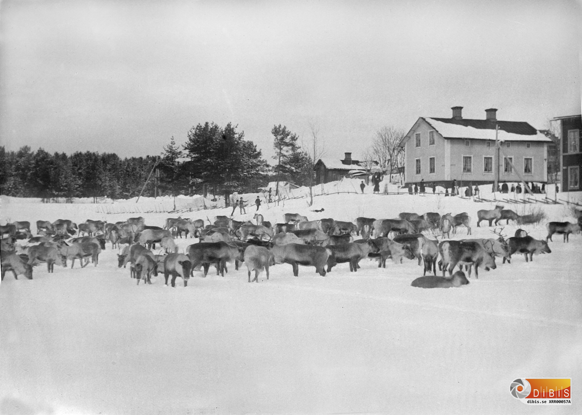 Förevisning av renar på gamla IP i Söderhamn år 1901.
Se bilder XRR00057A - 63B