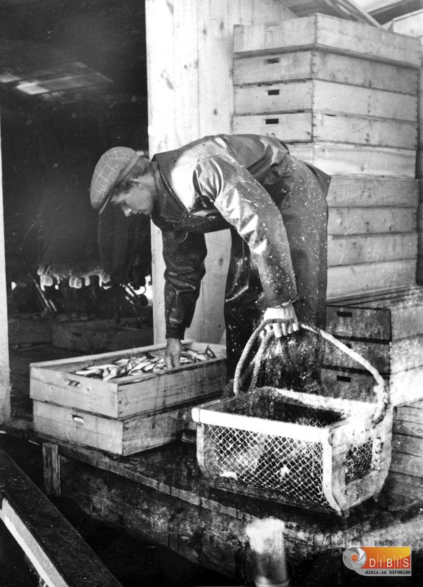 Gunnar Johansson sköljer strömming och mäter fångsten. Plats Långharet, Skathamn
Fotograf Erik Schönning