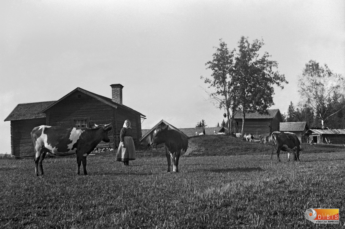 JonKnuts fäbodar i Häggrönningen, Mossbo, Alfta.