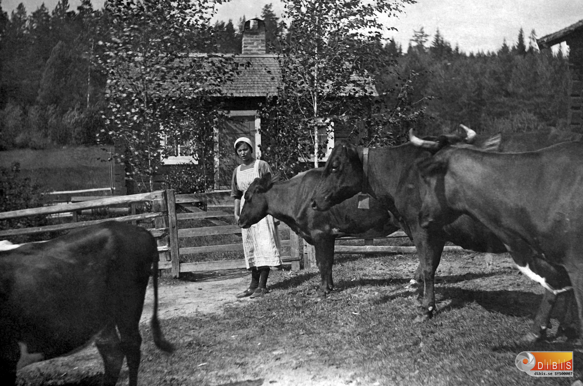 Femsmyra fäbod mellan Villsjön och Bergviken, fäbodpigan Märta med sina kossor.