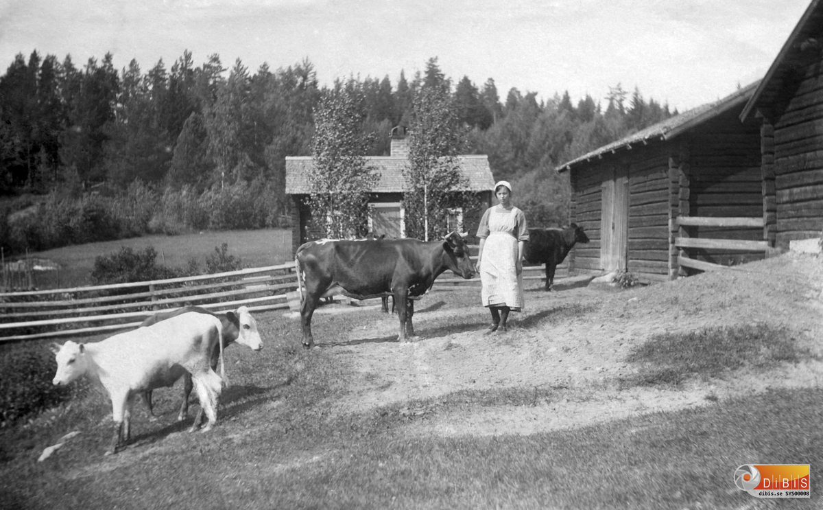 Femsmyra fäbod mellan Villsjön och Bergviken, fäbodkullan Märta med sina kossor.