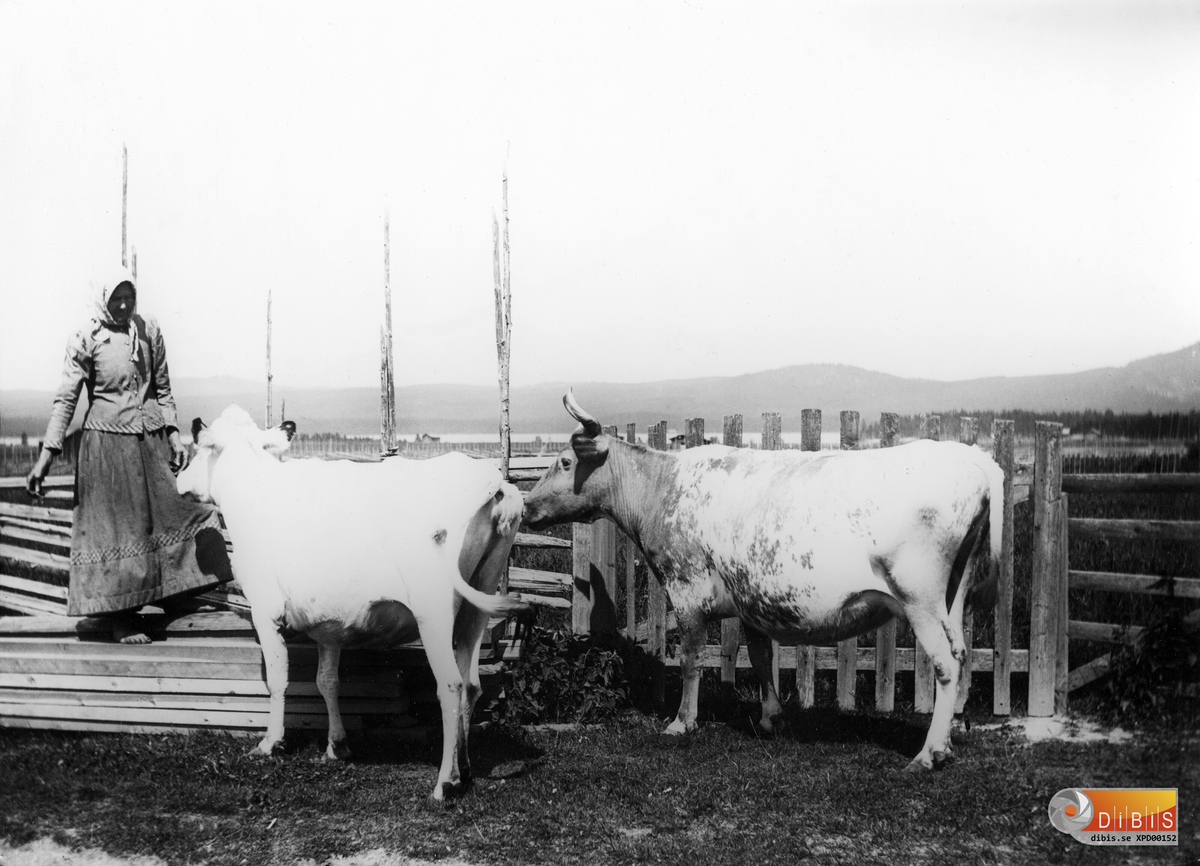 Fotografens mor Margta Andersdotter med kossorna "Linna" och "Ganna". Bilden tagen omkring 1905 ute vid vägen vid verkstaden, med utsikt mot åkrarna och Hölesjön.