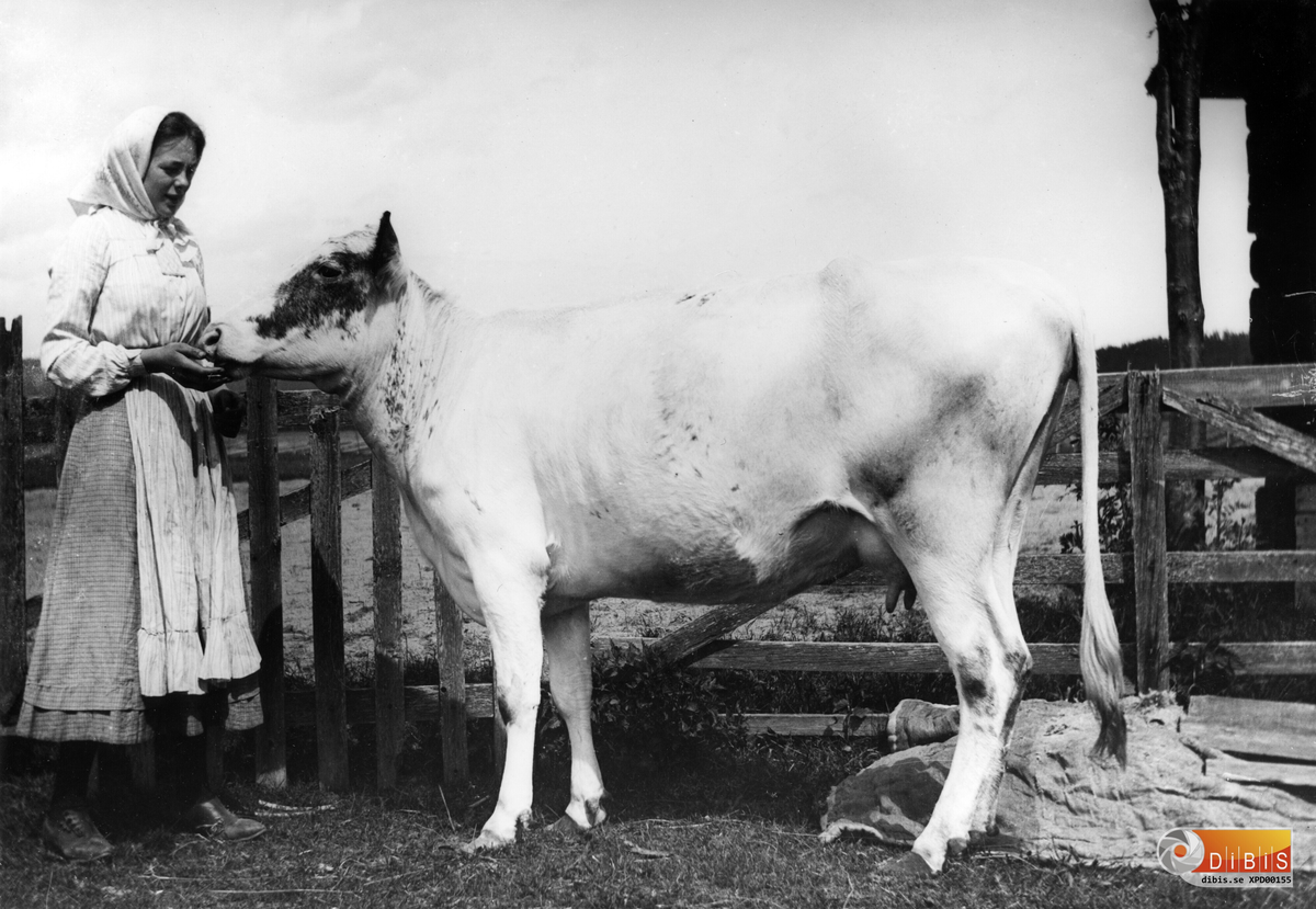 Maria Lind med kossan "Linna".