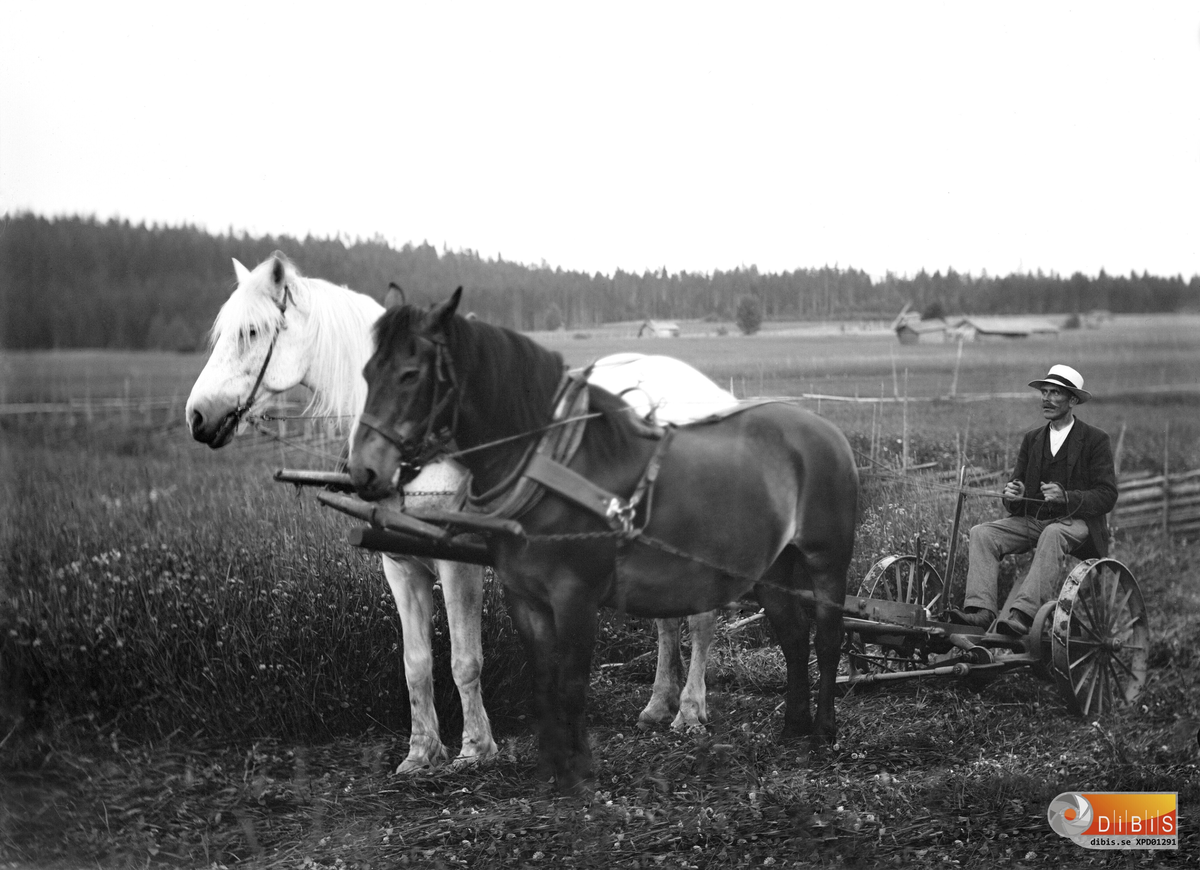 Per Johansson som var bonde i "Gummens", Höle nr 16, Östra Höle med hästar och slåttermaskin i närheten av fotografen Per Linds hem Smelinds. Längre bort ser man Lapphagens lador.