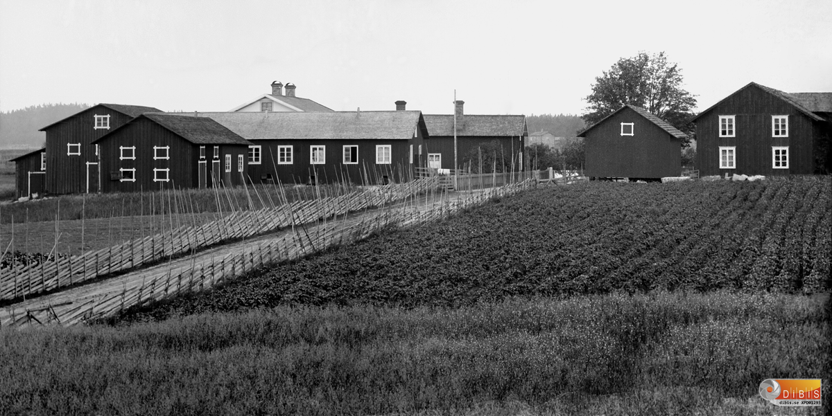 Jonanders gamla ladugård, samt häbbret och vagnslidret i Östra Höle, Rengsjö någon gång 1906-1910.