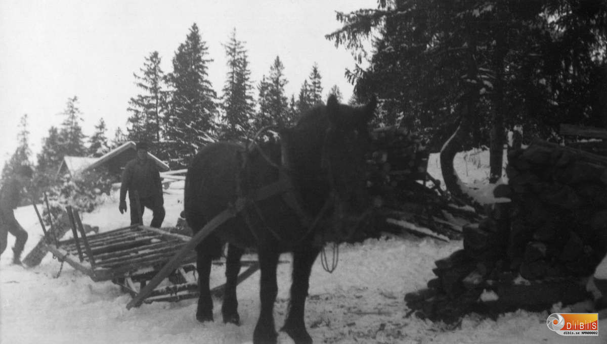 Bröderna Bertil Nyman och  Martin Nyman, skogsarbete.