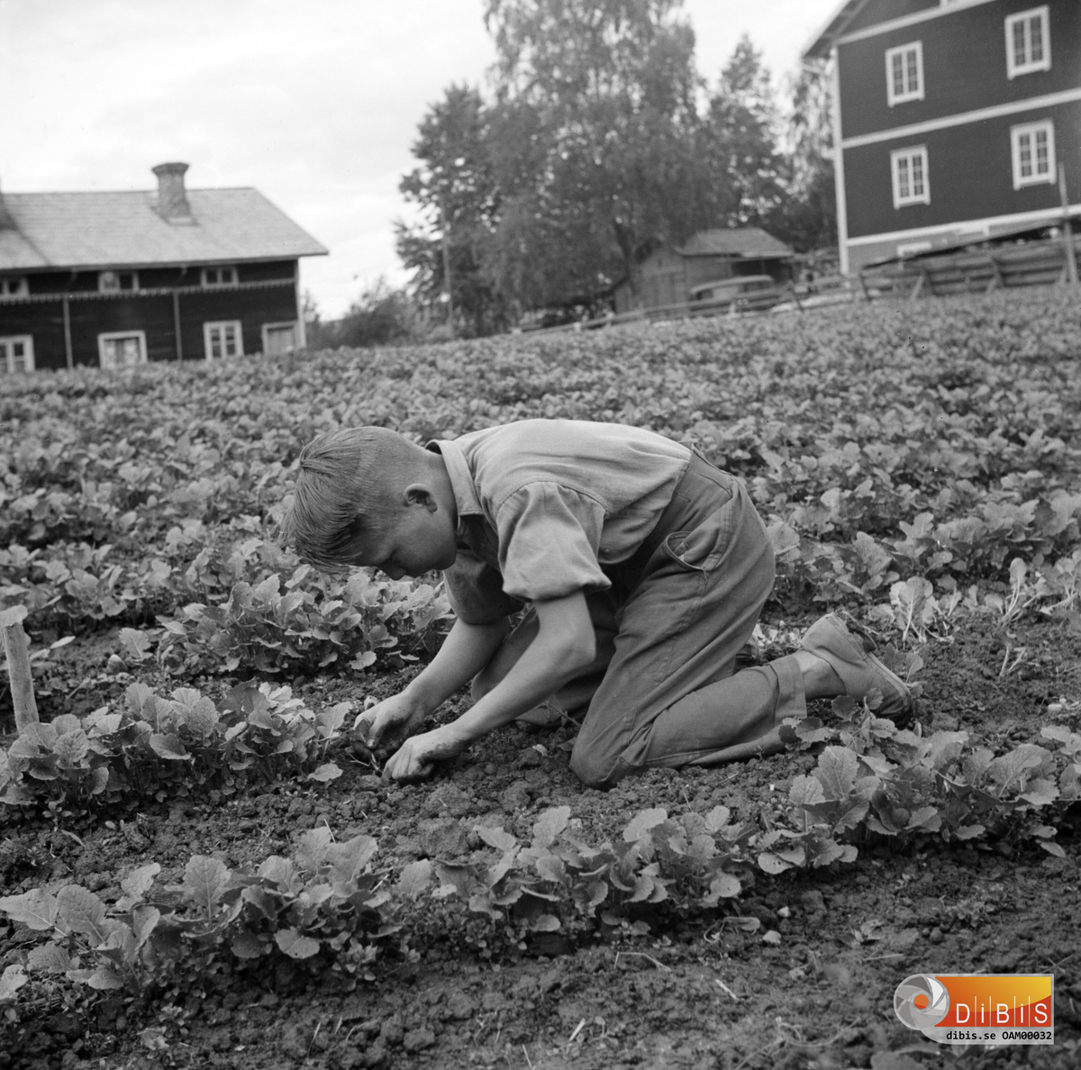 Rovgallringstävling på Backa gård.
t,h Backa ladugårdar
t,v Skomakeri, sadelmakeri