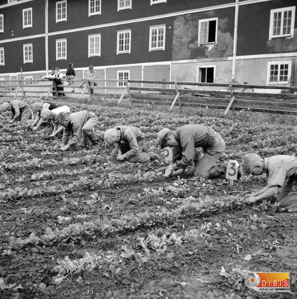 Rovgallringstävling på Backa gård. Arrangerades av SLU på 1940-talet.