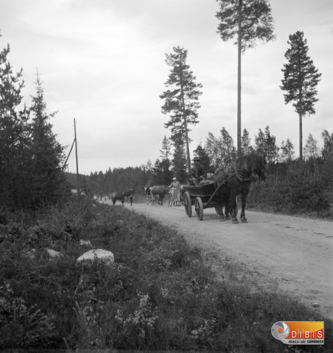 Buföring till fäboden.