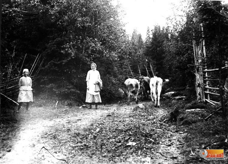 Torrbergsbo fäbodar
Flickan är okänd.
