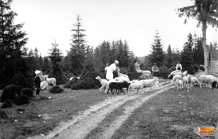 Swartswe fäbod. Får på bete utanför fäbodvall.
Från vänster Jonas Frid, Erskols-Bertil Eriksson, Mia Frid, Birgit Frid, Tage Frid,
Rolf Johansson (Josefs son) Helga Vilhelmina.
