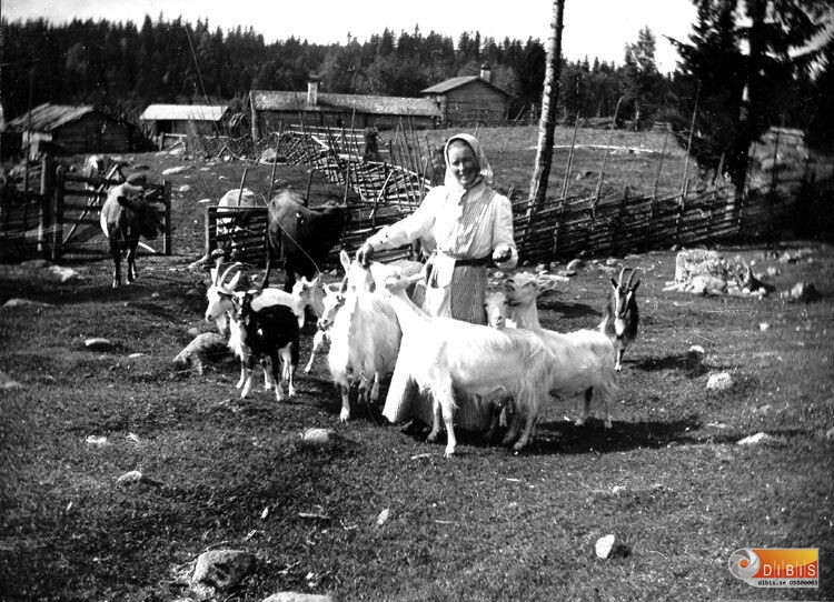 Fäbodar med getter och kor.
Fäbodjäntan heter Marta Olars Knåda.