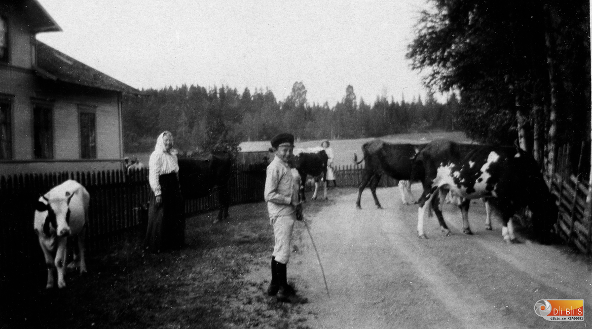 Året är 1910 eller däromkring och platsen Zetterstens gård i Verkmyra, Bergvik.
Petrus Zettersten, son till Emanuel Zettersten är, när bilden tas, omkring tio år. Han var född i augusti år 1900 och bodde sedan hela sitt liv på gården.
Familjen kom flyttande från Marma i Uppland år 1876. Det var Petrus farfar, Lars-Petter Zettersten, som köpte gården som vid det tillfället inte var helt inredd. Lars-Petter var i grunden skogvaktare men hade under många år varit lärare i Båtsmanstorpets skola i Marma. Där hade han ett litet torp med beteckningen Ambricka nr 1. För hemmanet i Verkmyra betalade han 12 000 riksdaler.
När Lars-Petter kom fram efter tre dagars resa med häst från Marma i Uppland var byggnaden upptagen. Säljaren hade passat på att hyra ut huset till officerare från regementet i Mohed. Den nye ägaren fick ta in i brygghuset i väntan på tillträde. Med i sällskapet fanns den då sjuårige Emanuel som när han blev äldre i anteckningar berättade att vägen mellan Öratjärn och Verkmyra kantats av tält och militärer. Emanuel var trött efter den långa resan och skriver:
"Den natten fick jag ligga på en hög hyvelspån i brygghuset. Då grät jag för aldrig hade jag legat så uselt".
När gården totalrenoverades 1985 frilades timmerväggarna. På en av väggarna stod skrivet med blyerts: Bataljonsövning plus namnen på dem som bott i rummet.
Det var männen som tillfälligt hindrade nye ägaren från att tillträda sin fastighet fullt ut.
Det finns också uppgifter om att byggnaden flyttades från Lynäs by i samband med laga skifte. Den ska då ha stått ungefär där byns älgslakteri är beläget.
Förekomsten av staket och hage på båda sidor av vägen kom sig av att småbrukare, bosatta närmare Bergvik, drev sina djur till betesmarker på skogen mellan Verkmyra och Skog.
Zetterstens gård omfattade ca 20 hektar jord och närmare 100 hektar skog. Till långt in på 1900-talet försörjde gården en familj om sex personer samt heltidsanställd dräng och piga plus inhyrd hjälp.
I dag bor fjärde, femte och sjätte generationen Zettersten i Verkmyra.
Vägen har samma sträckning i dag men den flyttades några meter österut i slutet av 1960-talet.