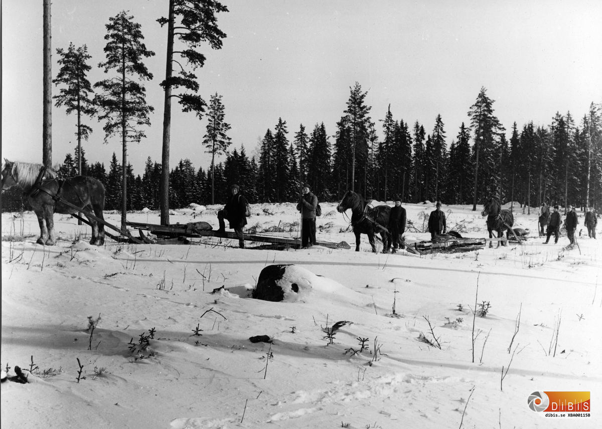 Fyra hästar med släp och körkarlar. Platsen är Lynäs, Bergvik och transporten är på väg upp till stugan på Gullberg. Lasten består av detaljer som ska ingå i det utsiktstorn som skulle uppföras på berget.
Det är svårt att identifiera körkarlarna bortsett från det första släpet som körs av Nils Larsson, bonde på Nygården.