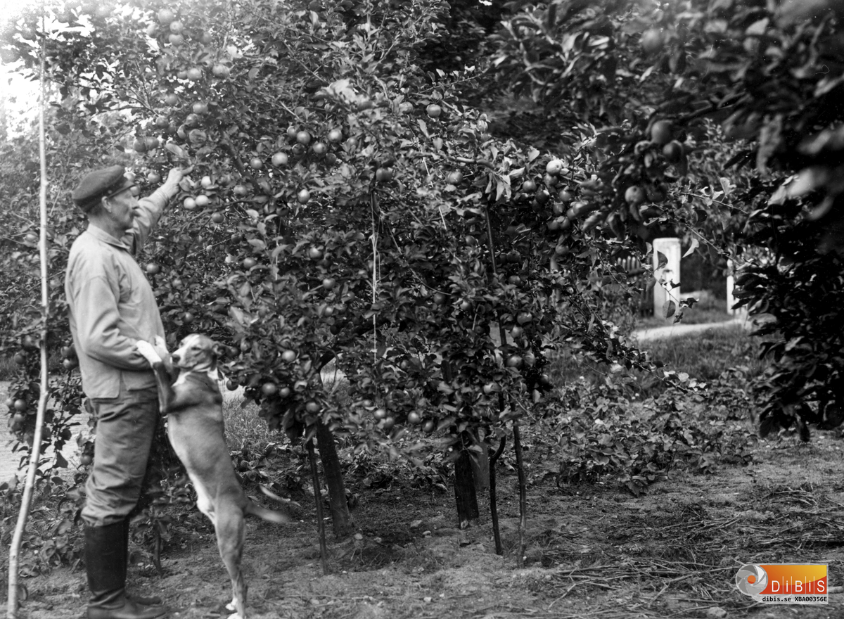 Av bilden med Carl Sundqvist och hans hund, tagen i Böle, Bergvik, framgår att fotot tagits ca 1926. Dessutom står skrivet att Alex Söderblom köpte ett jägarhorn av Carl för 5 kronor. Antagligen ett föremål som Carl tagit med sig hem från Kongo.