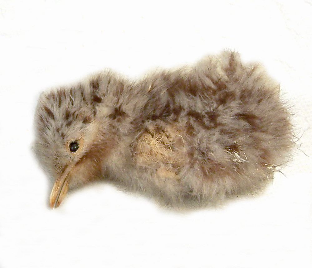 Etikett: "Sterna hirundo L.  unge Fisktärna. Gotl. Klasen[?] vid Kyllaj 27/6 1861. Thunberg."
 
 Anmärkning: Märkt "109"
 
 Montering: Monterad