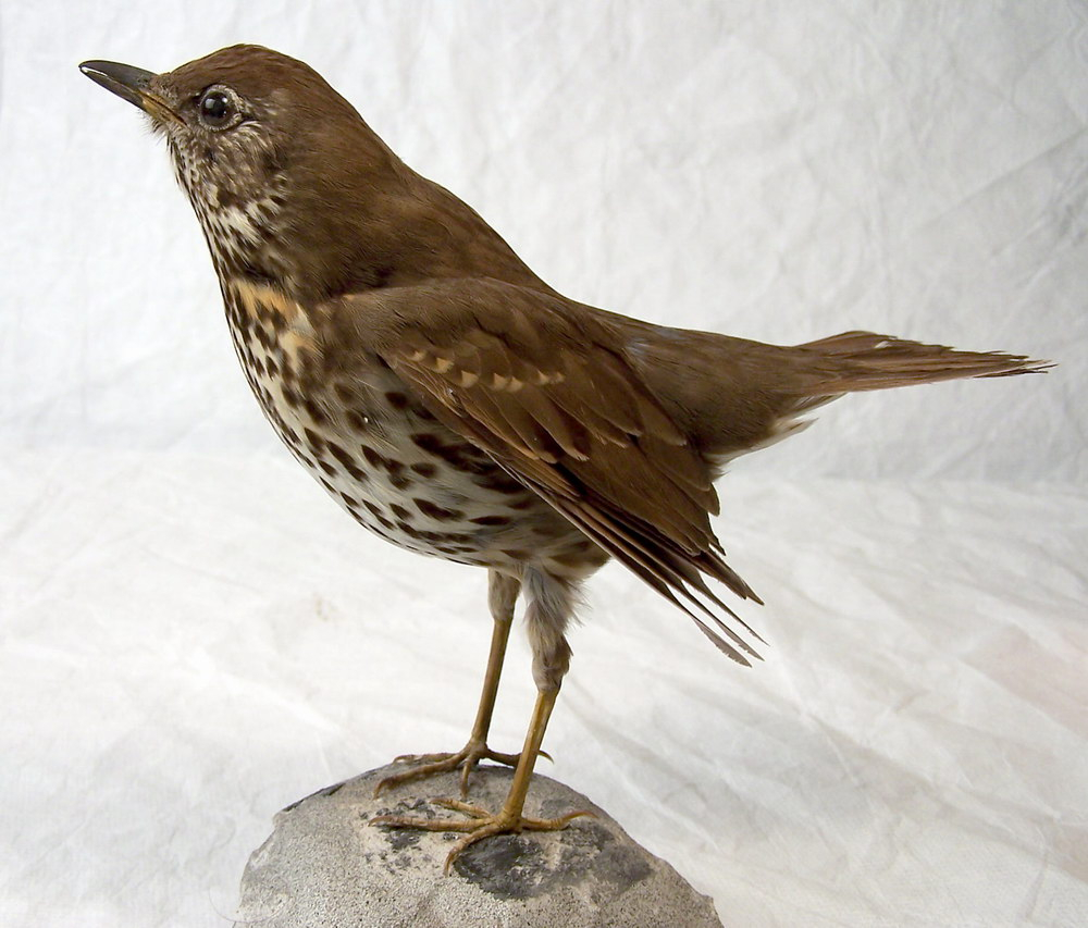 Etikett: "Taltrast J. Fredriksson 16/11 -88"
 
 Anmärkning: Konserverad av Jan Fredriksson
 
 Montering: Monterad