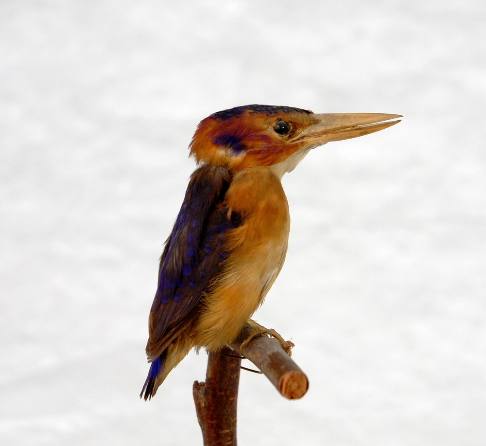 Etikett: Halcyon cyanotis hane. Port Natal d. 15/12 1839. Thbg. J. Wahlberg.

Nyare etikett: "Kungsfiskare Halcyon cyanotes"
 
 Anmärkning: Obes. art.

Europeisk kungsfiskare?. / AE
 
 Montering: Monterad
 
 Kön : Hane