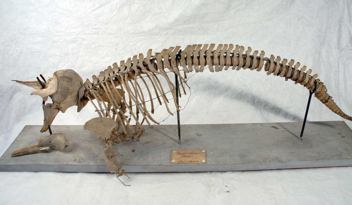 Etikett: "Phosaena phosaena L. Hane. Tumlare. Östersjön, Gotlands kust."
 
 Anmärkning: Överkäken trasig/av.
Lossnade delar av skelettet förvaras i 2 separata askar.
 
 Montering: Skelett, komplett
 
 Kön : Hane