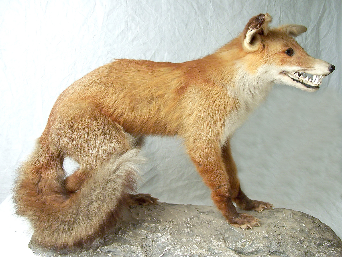 Etikett: (Lös): "Gotlands Naturmuseum, Visby, Sverige   Räv, skjuten av Bertil (Olle) Olsson Eskelhem  Loc. Mellersta Gotland  Dat. 1950-talet    19940506 Skänkt av Olle Karlsson Kronängsv. 23 2 tr[?] 18531 Vaxholm"
 
 Montering: Monterad