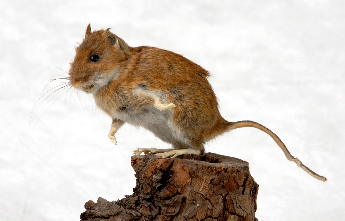 Anmärkning: Möjligen Mindre skogsmus.
 
 Montering: Monterad