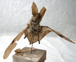 Långörad fladdermus