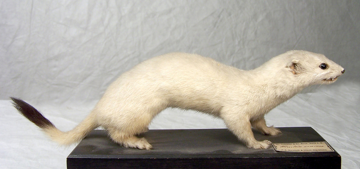 Etikett: "Mustela erminea"
 
 Anmärkning: Skrivet under plattan: "100"
 
 Montering: Monterad