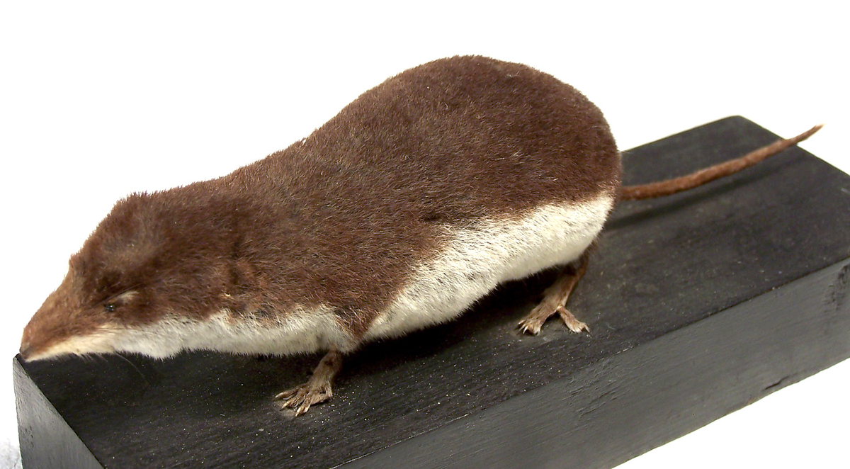 Etikett: "Vattennäbbmus Crosopus fodiens Lappland Juli 1924"
 
 Montering: Monterad