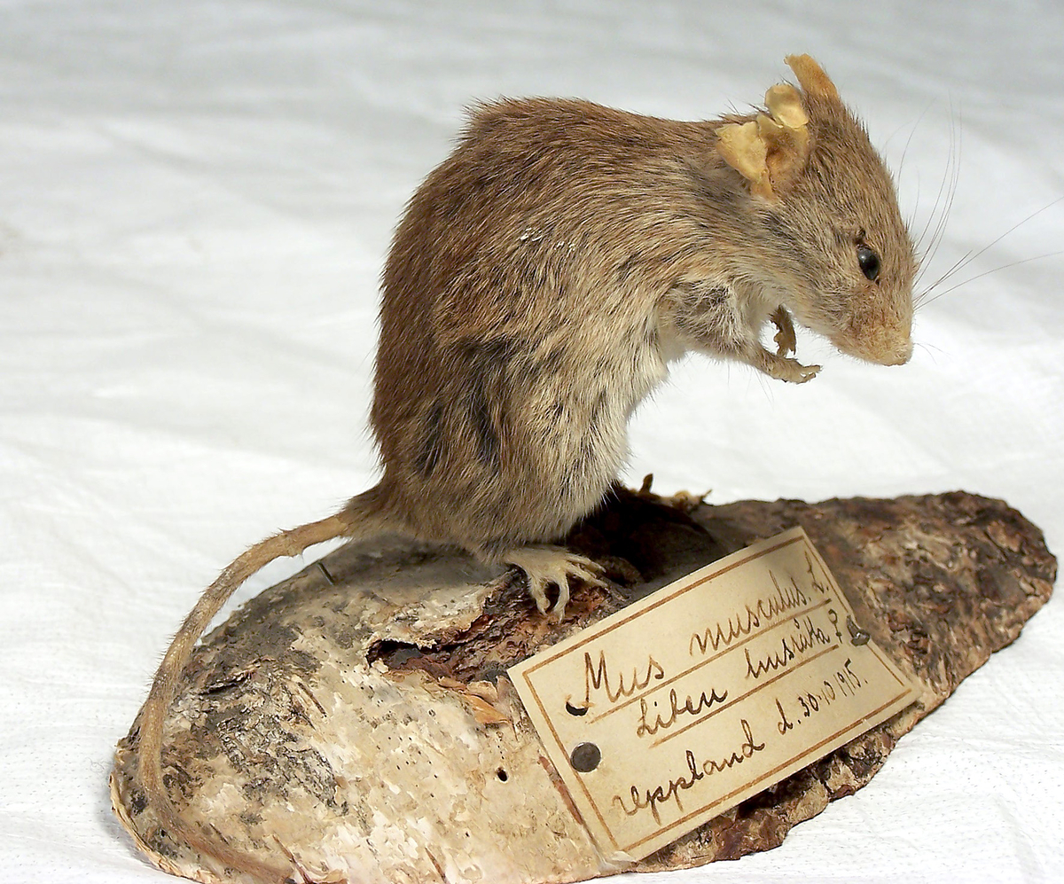Etikett: "Mus musculus. L. Liten husråtta Hona. Uppland d. 30.10 1915."
 
 Anmärkning: H. öra trasigt.
 
 Montering: Monterad
 
 Kön : Hona