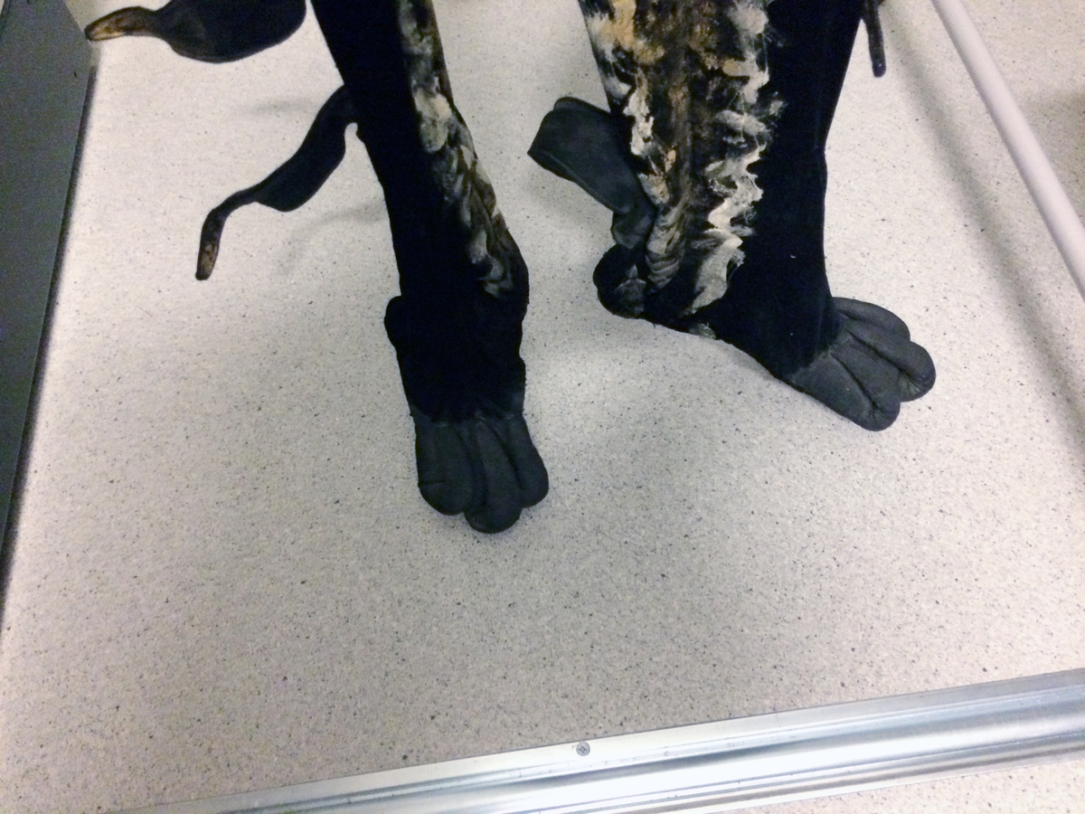 En svart heldräkt med en liten svart uppstående krage. Ärmar och sidor har ett påmålat gyllne, silverfärgat mönster. Benen avslutas med svarta fötter med långa böjda klor. Ärmarna har fyra påmålade (gyllen) rundgående applikationer samt två hyskor och hakar på varje sida. På baksidan åtta svarta knappar, en hyska och en hake. Fodret är grått.
