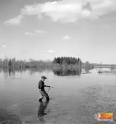 Smygande råttjägare.