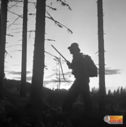 Speltjäderskyttet var en jaktform, som på ett underligt sätt