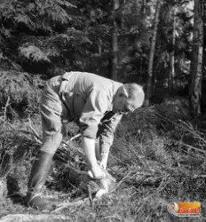 Jägaren passar sin hare efter ett sjungande drev.