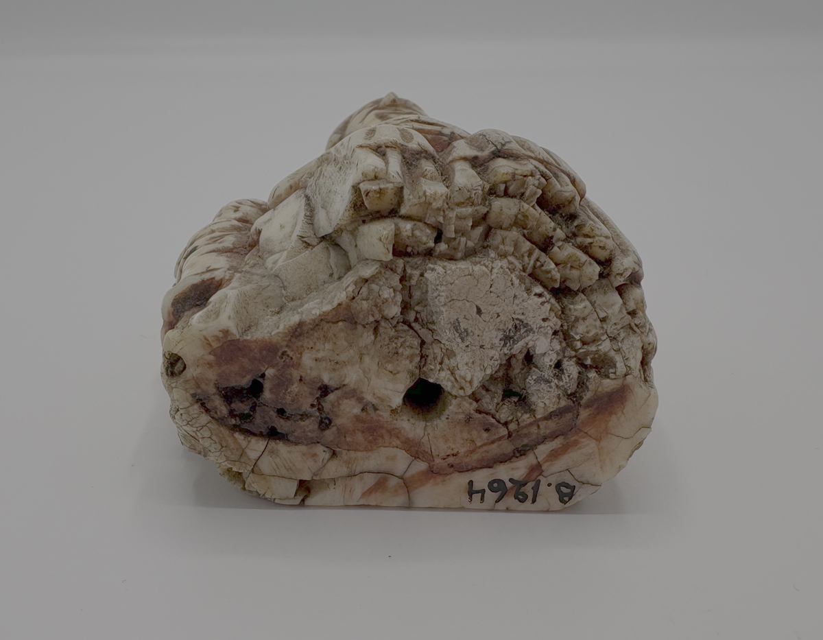 Schackkung av valrosstand med två smärre bilder på sidorna. Krona på huvudet, delvis rödmålad. På baksidan märkt med ett ankare, samt: "1606" och "* N S *". Personen till vänster om kungen är iklädd en lång dräkt och rund mössa, den högra mannen är är barhuvad och bär en knappförsedd dräkt med mantel över. Han håller också en spira eller kort stav i händerna. Pjäsen är genomborrad från kungen hjässa och rakt ner.

Det är osäkert om den röda färgen som man ser spår av är original eller senare ditmålad, men den måste ha påförts före år 1606. Det inristade ankaret kan tyda på att pjäsen vid 1600-talets början ägdes av en sjökapten eller sjöman, men vi saknar kunskap om vem som ursprungligen förde pjäsen till Gotland. Var den en del av ett komplett schackspel eller kom den till ön som ensam souvenir?

Pjäsen bör ha kommit i donatorns (läroverkslektor C J Bergman) ägo mellan åren 1846-1874. 1874 vittnar nämligen Bergmans kollega vid läroverket och blivande museiföreståndaren P A Säve om att den märkliga kungafiguren finns hos Bergman och att han lovat skänka den till det planerade museet. Fram till 1846 hade kungen haft en speciell användning: som handtag i en klocksträng i sessionssalen på Skomakargillets hus i hörnet Ryska gränd och Övre och Nedre Finngränd i Visby. Klocksträngen manövrerade en klocka som var upphängd i taket, varmed åldermannen äskade tystnad vid gillets sammankomster. Gillet höll sina möten i detta hus från år 1592-1846 (då gillet upplöstes), men inskriptionen med årtalet 1606 antyder att det inte kommit i Skomakargillets ägo förrän under 1600-talets första hälft.

Enligt Roosval och af Ugglas är pjäsen sannolikt tillverkad någon gång 1350-1370.