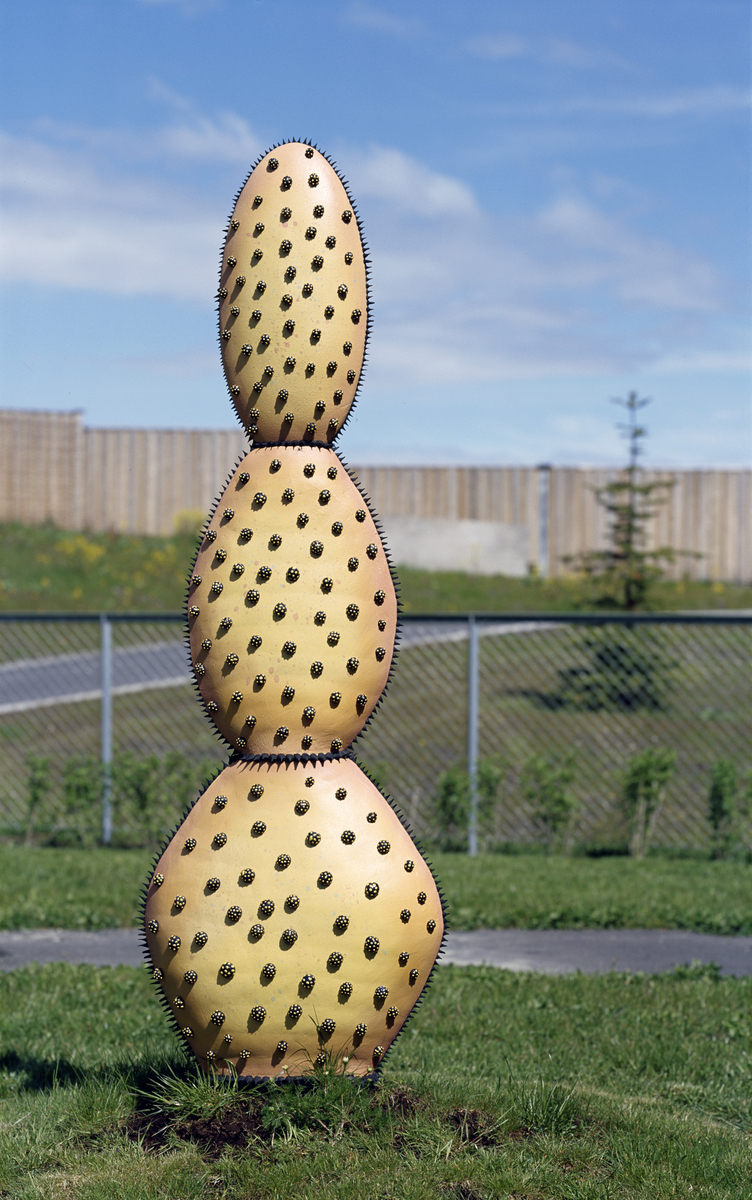 Kaktus i flere størrelser