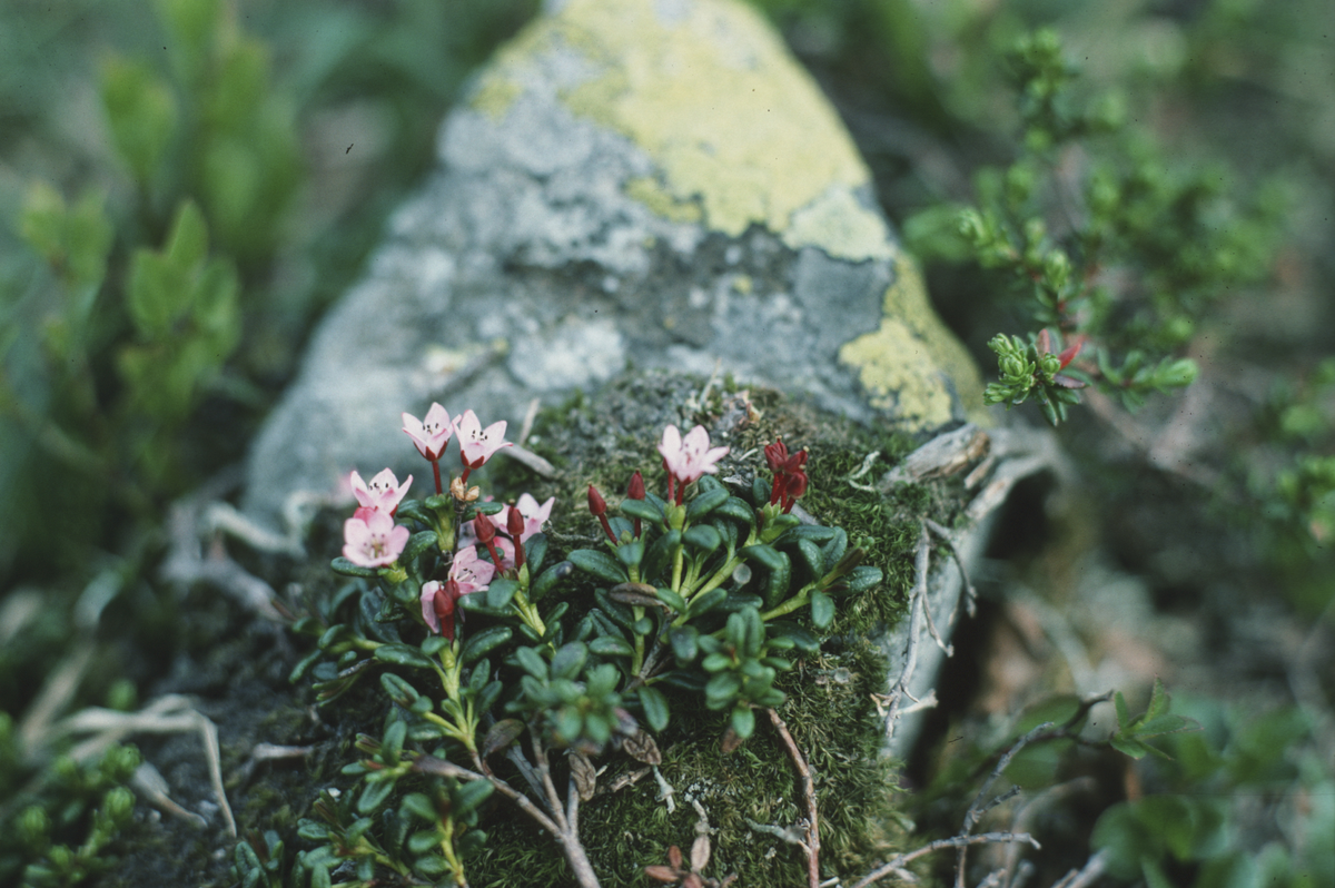 Liten dal, NV for Sandsa, Suldal. Loiselauria procumbens (greplyng). 