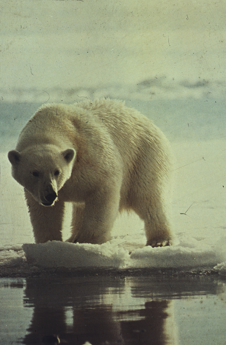 Isbjørn.