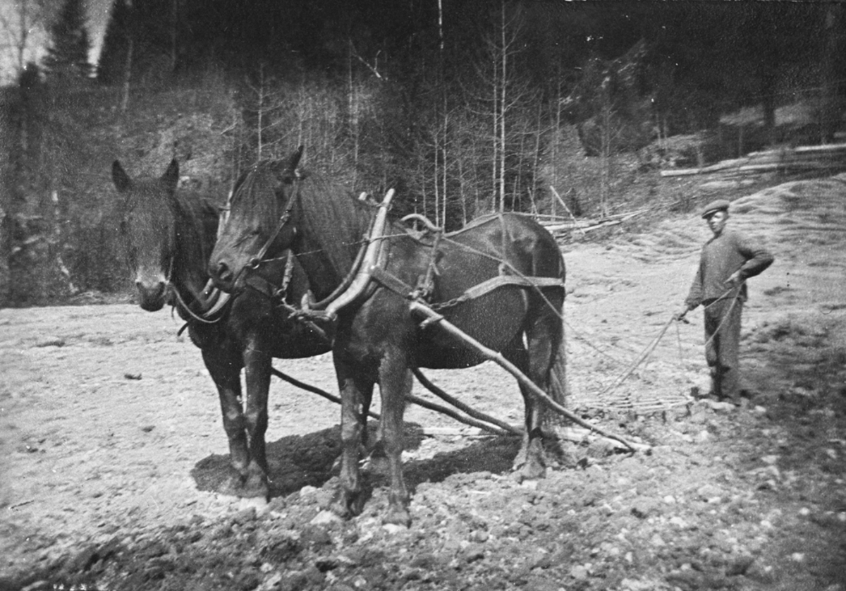 Pløying m/to hester.