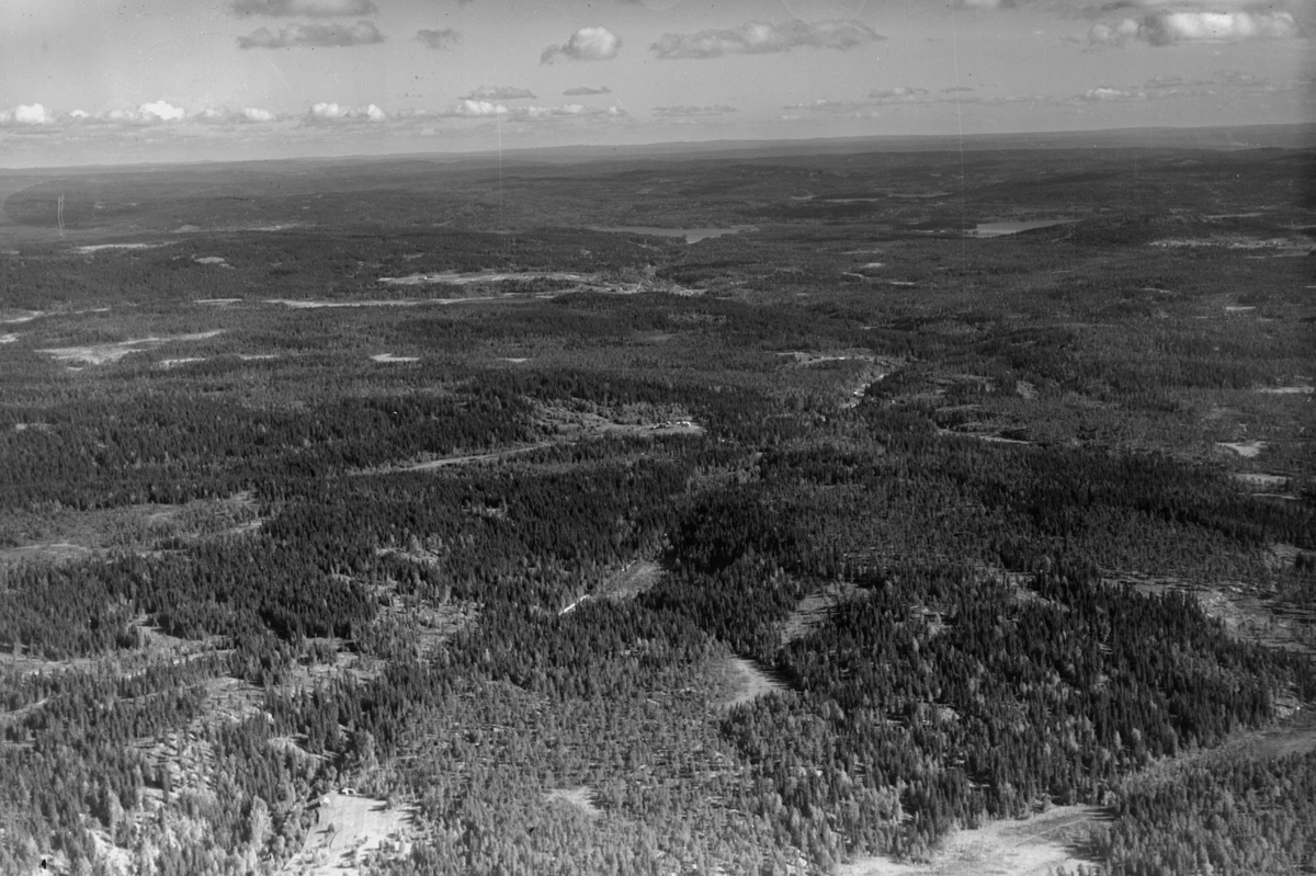 DAMHAUG LANDSKAP