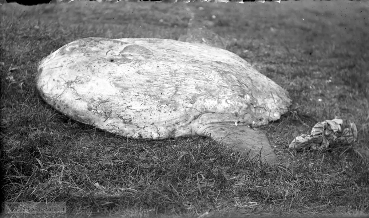 Månefisk.
