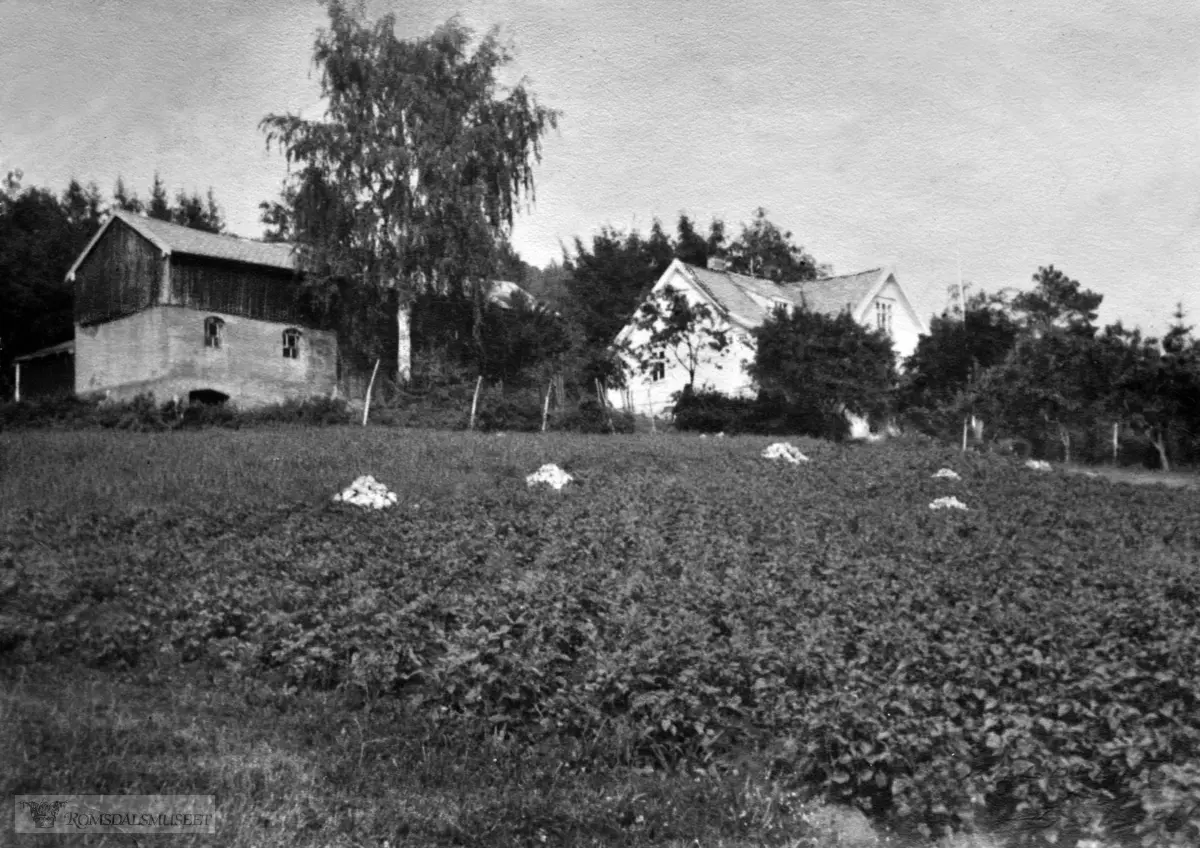 Stor potetåker foran husa på Britanusplassen i Moldelia. ."Berntsen-huset" i Mølleråsen som ble påtent av brannvesnet i en brannøvelse 12.12.1998..(Se Romsdal Sogelag 2011) .(Se Romsdal Sogelag 2011)