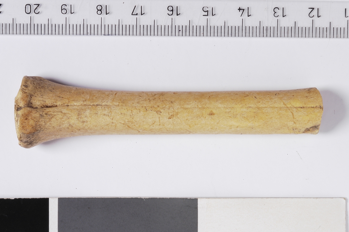 MÅL: L. 8, 5 CM, BEINPIPE, ENE ENDEN AVSKÅRET, BEARBEIDET MED KNIV.