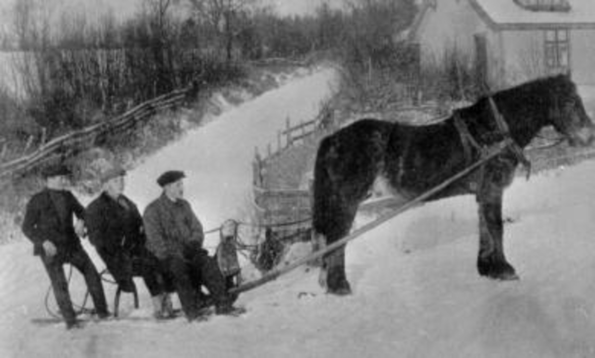 Hest med spissslede. Georg Heiberg, Georg Sølvsberg (1895-1971), Gunnar Hoelstad (1891-1988). Hesten "Bokken" i Selandsgutua. Hesten "Bokken" var kjøregampen til Lise Sølvsberg (1863-1923). I dette huset bodde Martin Finborud, Stedet ble kalt "Finborudsnippen".